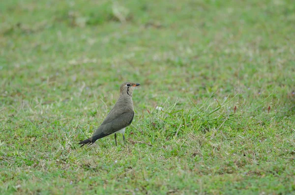 Pratincole Oriental (Glareola maldivarum) em pé no terreno — Fotografia de Stock