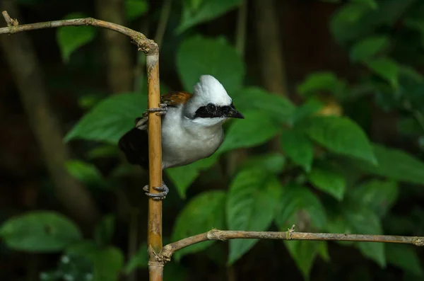 Tordo risueño de cresta blanca (Garrulax leucolophus ) —  Fotos de Stock