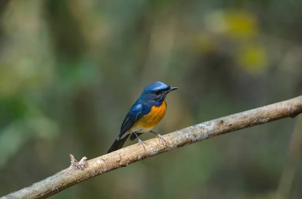 Hill Blue Flycatcher on a branch — Stock Photo, Image