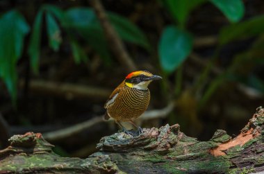 Malaya Bantlı Pitta güzel kadın ( Hydrornis irena)