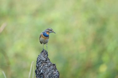 güzel erkek Bluethroat (Luscinia svecica)