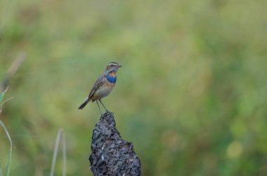 güzel erkek Bluethroat (Luscinia svecica)