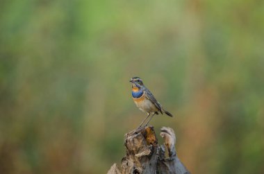 güzel erkek Bluethroat (Luscinia svecica)