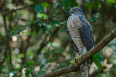 Shikra bir dal üzerinde tüneyen (Accipiter badius)
