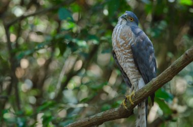 Shikra bir dal üzerinde tüneyen (Accipiter badius)