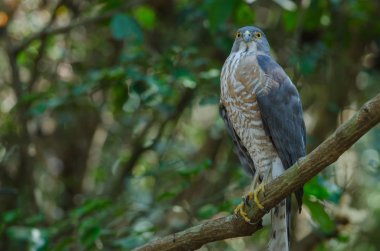 Shikra bir dal üzerinde tüneyen (Accipiter badius)