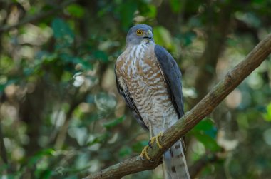 Shikra bir dal üzerinde tüneyen (Accipiter badius)
