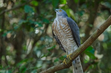 Shikra bir dal üzerinde tüneyen (Accipiter badius)