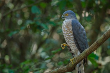 Shikra bir dal üzerinde tüneyen (Accipiter badius)