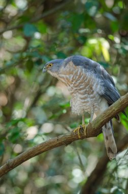 Shikra bir dal üzerinde tüneyen (Accipiter badius)