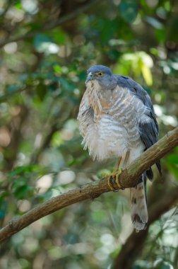 Shikra bir dal üzerinde tüneyen (Accipiter badius)