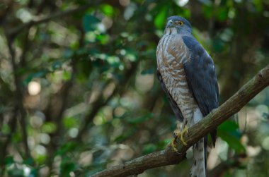 Shikra bir dal üzerinde tüneyen (Accipiter badius)