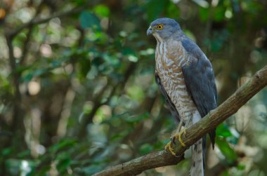 Shikra bir dal üzerinde tüneyen (Accipiter badius)