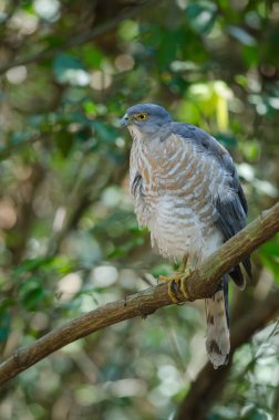 Shikra bir dal üzerinde tüneyen (Accipiter badius)