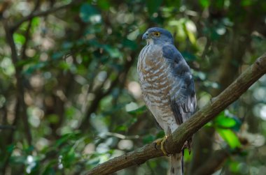 Shikra bir dal üzerinde tüneyen (Accipiter badius)