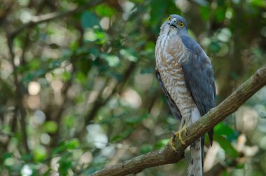 Shikra bir dal üzerinde tüneyen (Accipiter badius)