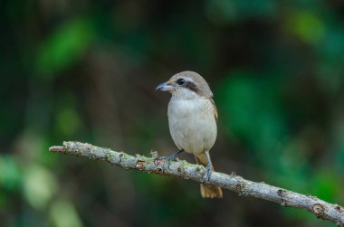 Kahverengi Shrike bir dalı tüneme
