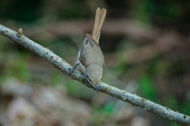 Kahverengi Shrike bir dalı tüneme