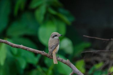 Kahverengi Shrike bir dalı tüneme