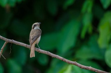 Kahverengi Shrike bir dalı tüneme