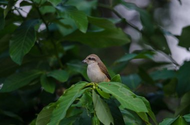 Kahverengi Shrike bir dalı tüneme