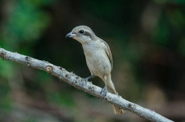 Kahverengi Shrike bir dalı tüneme