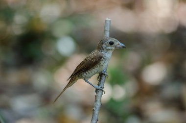 Tiger Shrike doğada bir dal üzerinde duran