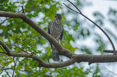 Doğada tepeli çakır kuşu