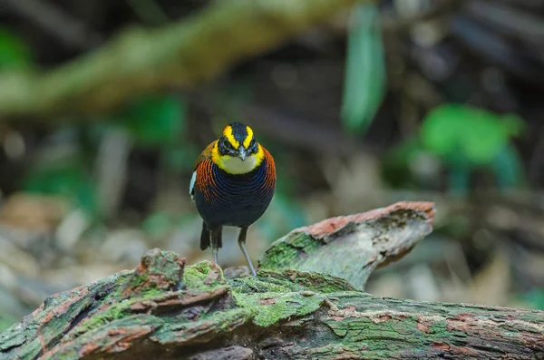 Beau mâle de Malayan Banded Pitta (Hydrornis irena ) — Photo