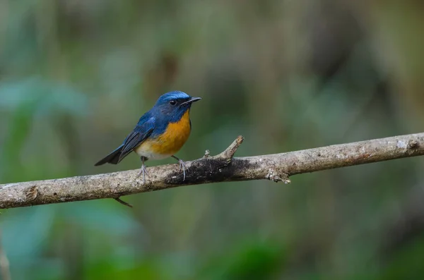 Blue Hill Flycatcher na větvi — Stock fotografie