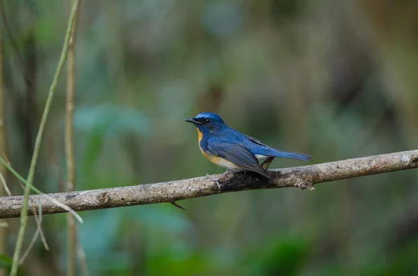 Hill Blue Flycatcher on a branch — Stock Photo, Image