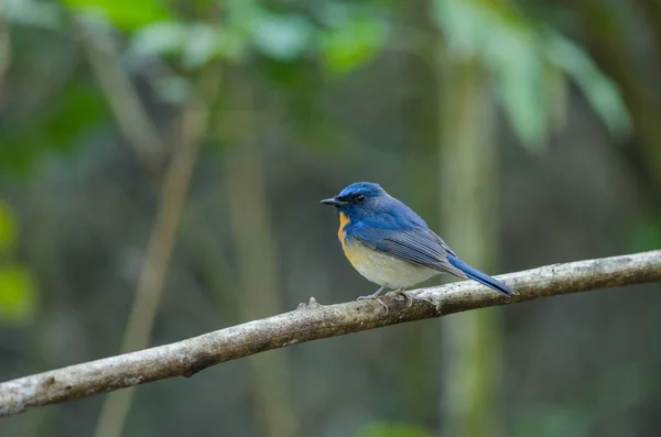 Hill Blue Flycatcher em um ramo — Fotografia de Stock