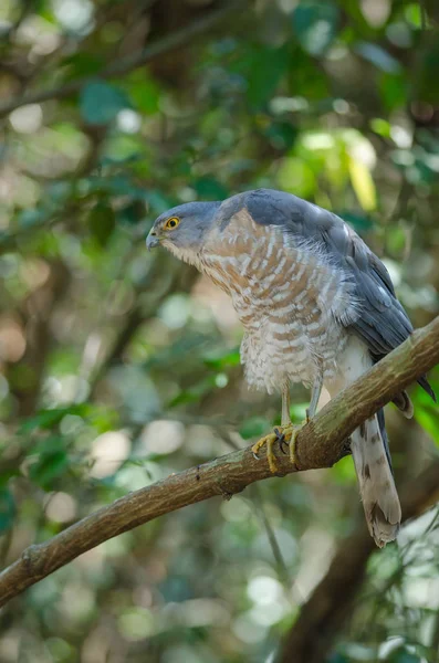 Шикра сидит на ветке (Accipiter badius ) — стоковое фото