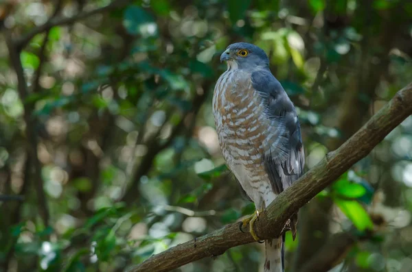 Shikra bir dal üzerinde tüneyen (Accipiter badius) — Stok fotoğraf