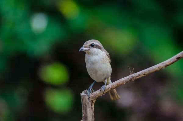 Brown Shrike poleiro em um ramo — Fotografia de Stock