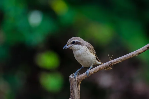 Brązowy Shrike perching na gałęzi — Zdjęcie stockowe