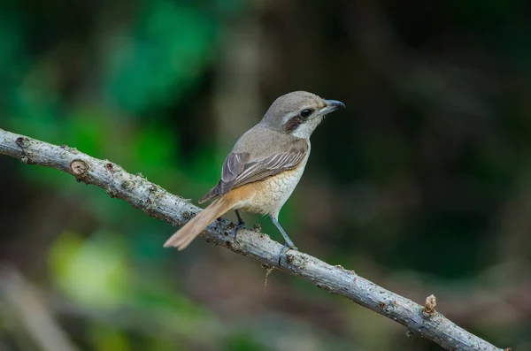 Brązowy Shrike perching na gałęzi — Zdjęcie stockowe