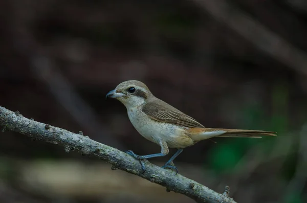 Brązowy Shrike perching na gałęzi — Zdjęcie stockowe