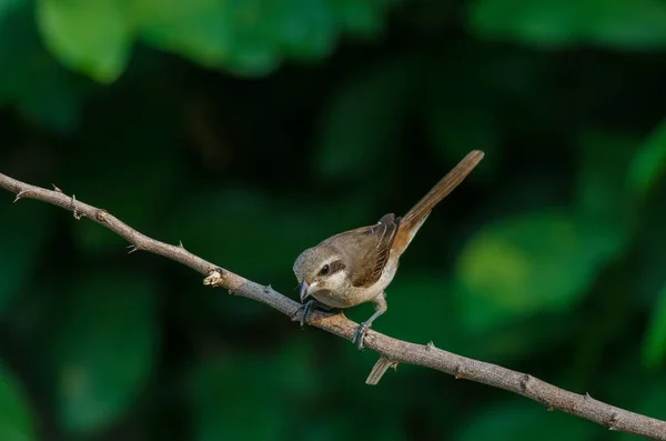 Shrike marrón posado en una rama — Foto de Stock