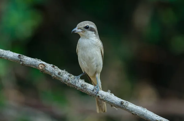 Brown Shrike poleiro em um ramo — Fotografia de Stock