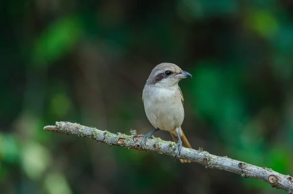 Brązowy Shrike perching na gałęzi — Zdjęcie stockowe