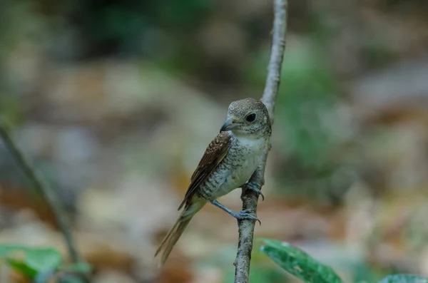 Tiger Shrike de pé em um ramo na natureza — Fotografia de Stock