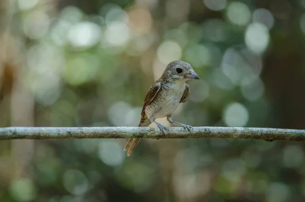 Tiger Shrike de pé em um ramo na natureza — Fotografia de Stock