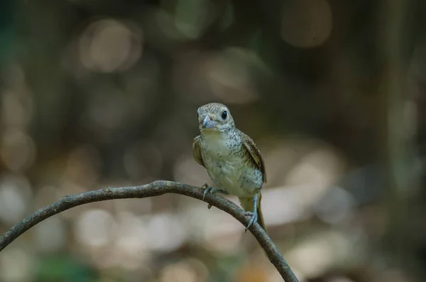 Tiger Shrike stoi na oddziale w przyrodzie — Zdjęcie stockowe