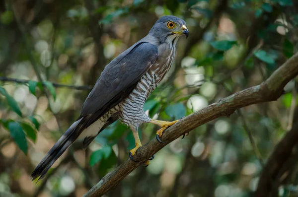 Chocholatý goshawk v přírodě — Stock fotografie