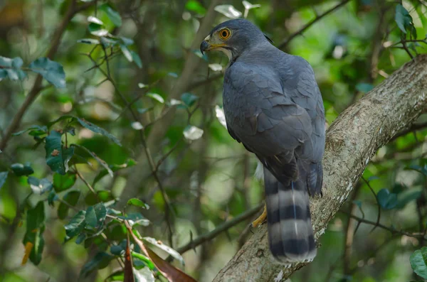 Careca goshawk na natureza — Fotografia de Stock