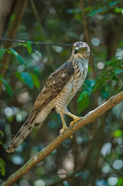 Careca goshawk na natureza — Fotografia de Stock