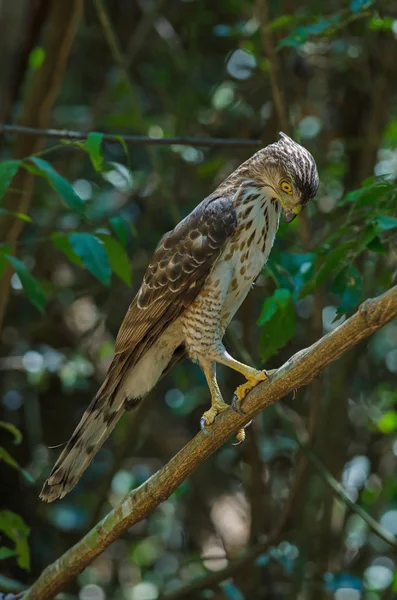 Gavilán encrespado en la naturaleza — Foto de Stock