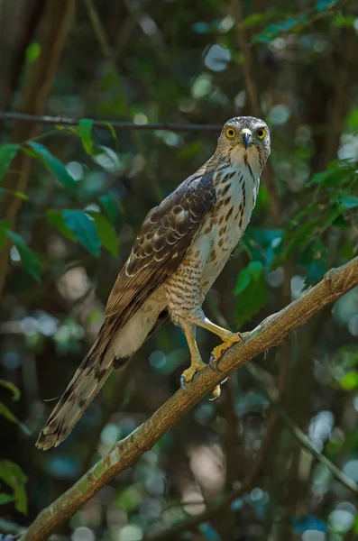 Gavilán encrespado en la naturaleza — Foto de Stock