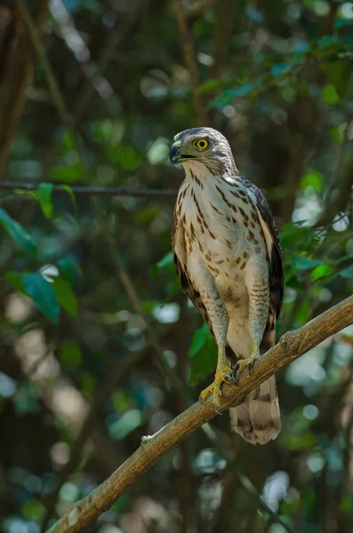 Gavilán encrespado en la naturaleza — Foto de Stock